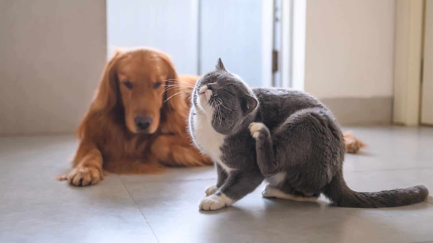 cat and dog laying together while cat scratches