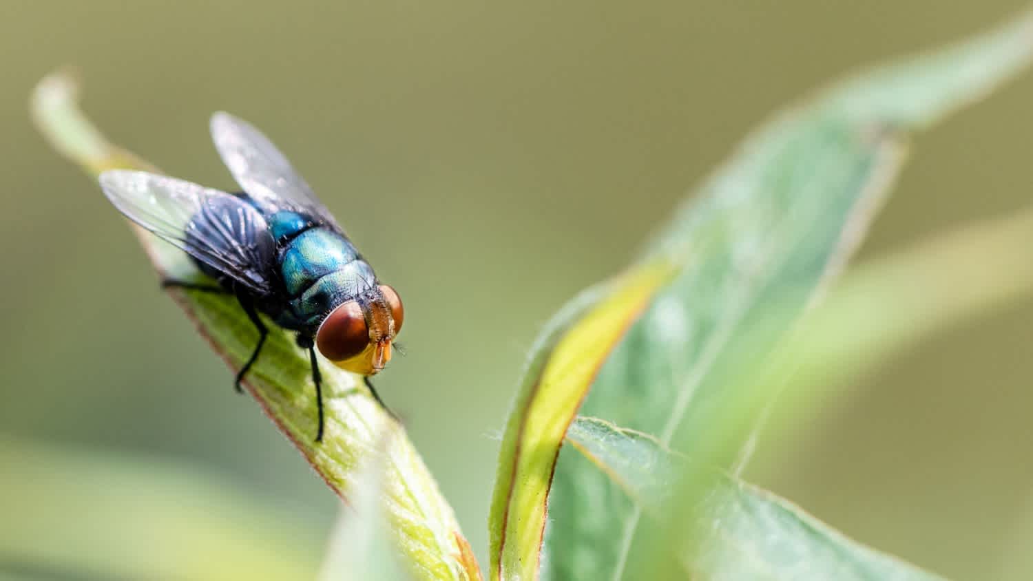 cluster fly in nature