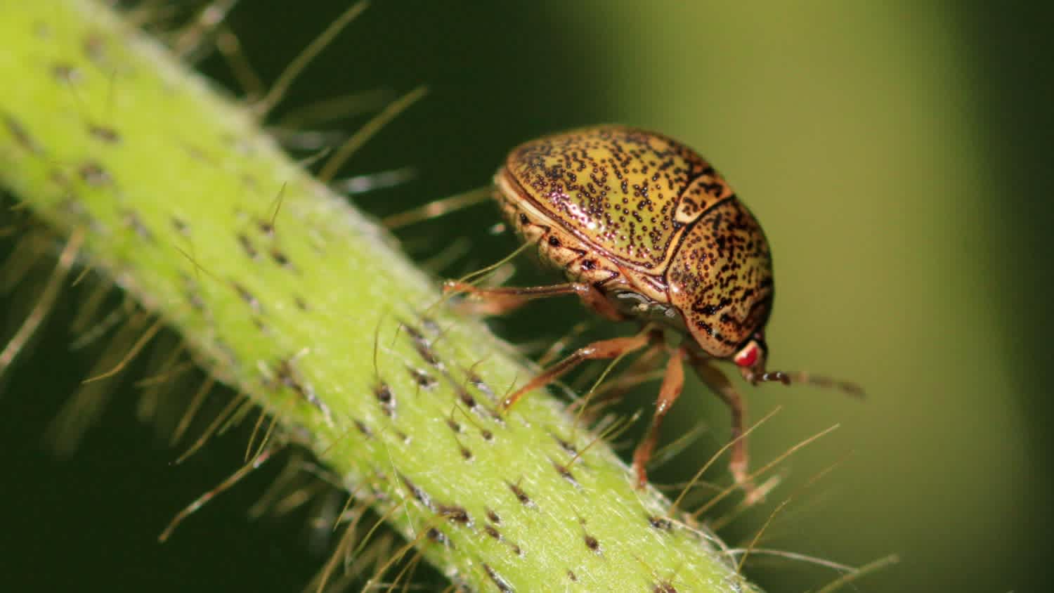 kudzu bug on plant in nature