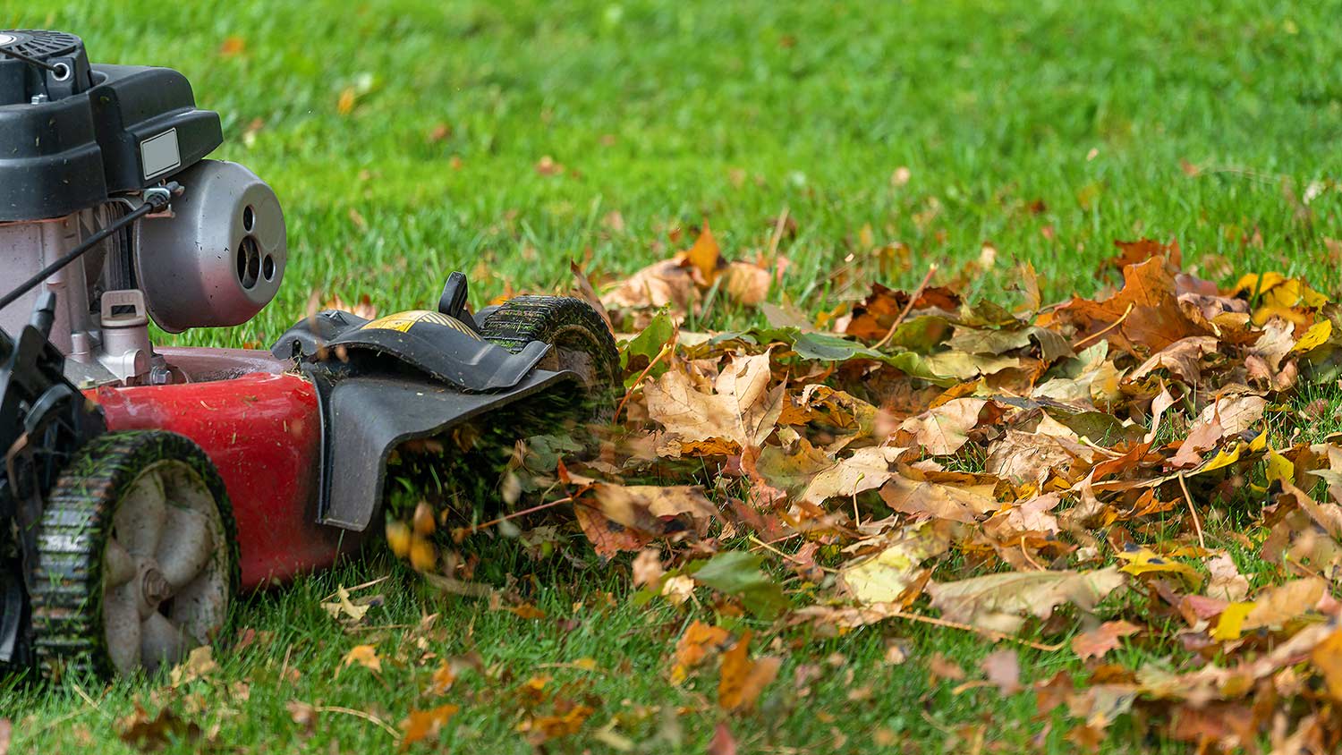 Lawn mower mulching up leaves