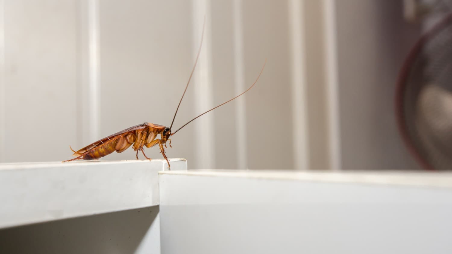 roach on white countertop