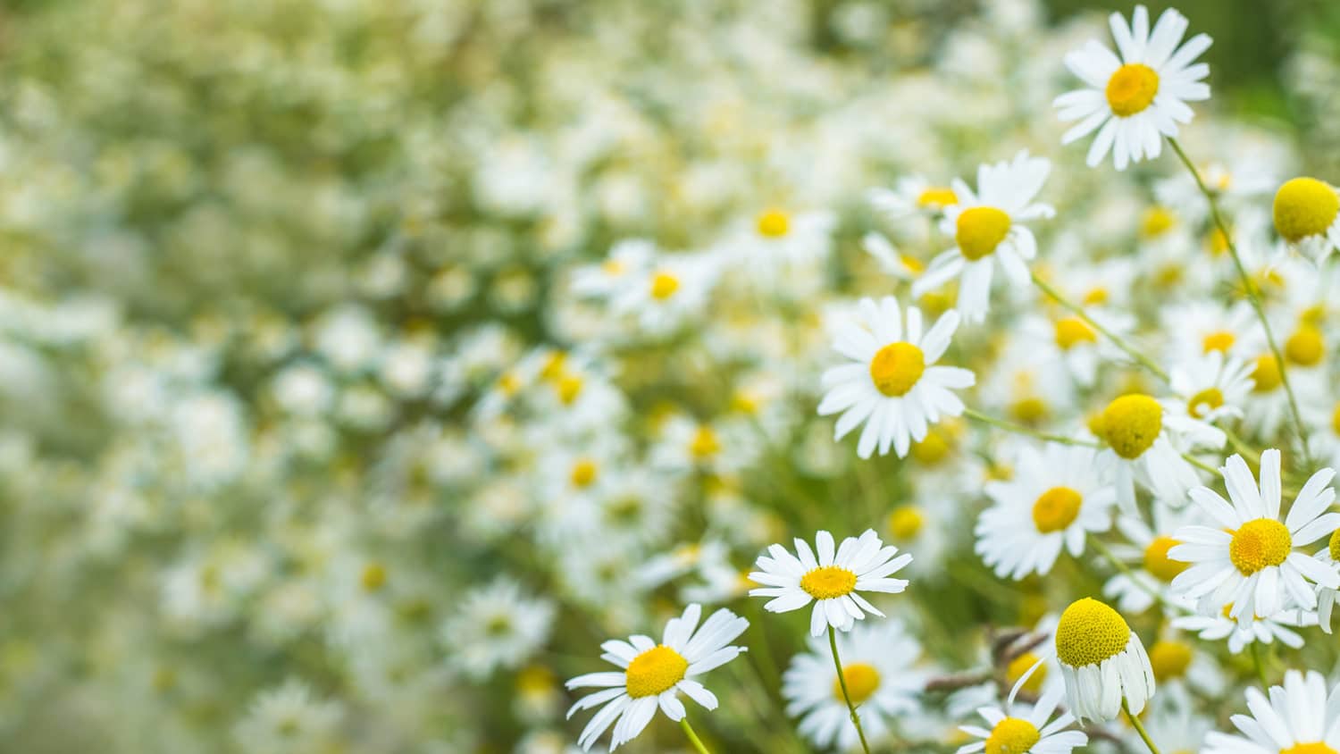 Close-up of roman chamomile