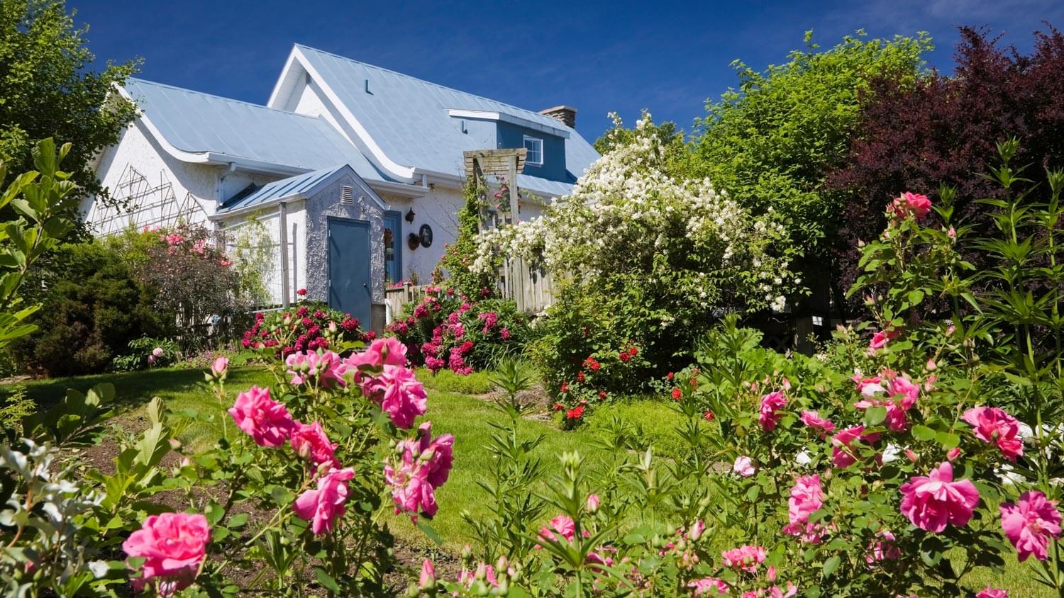 A house’s lush garden with roses on the foreground