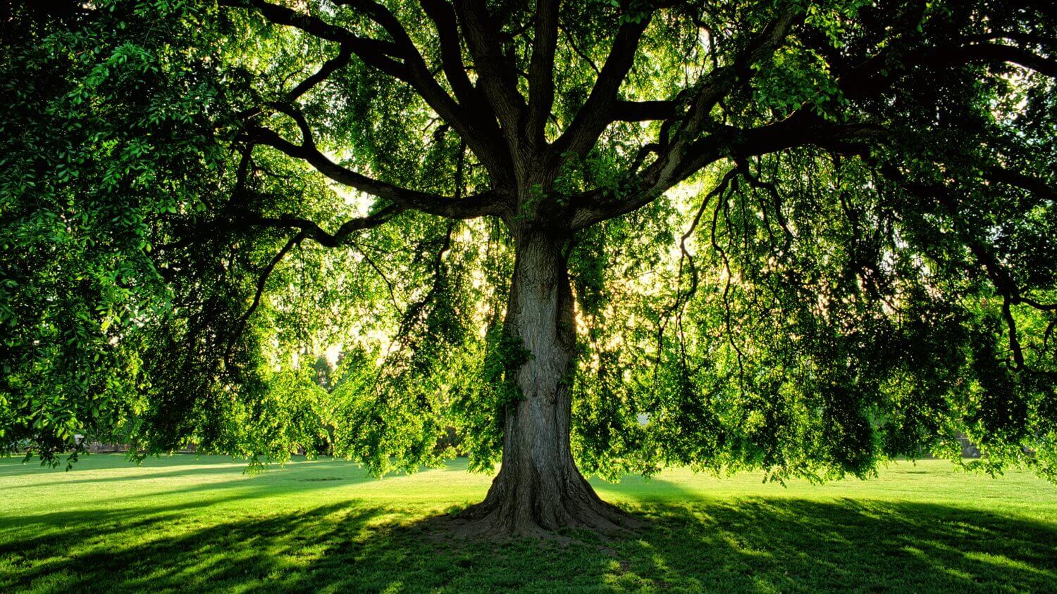 A massive American elm tree