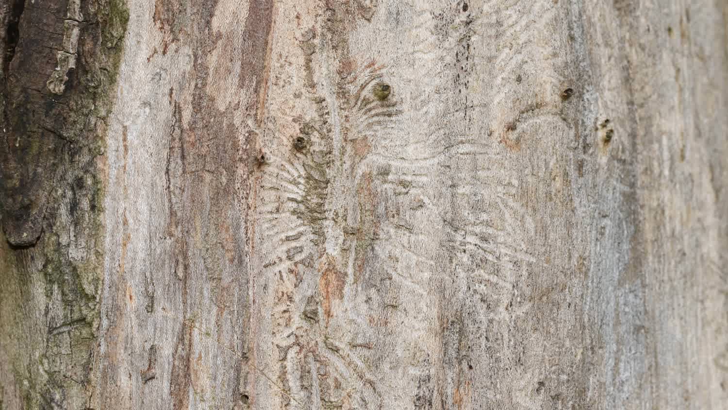 The tree trunk of a dead English Elm Tree