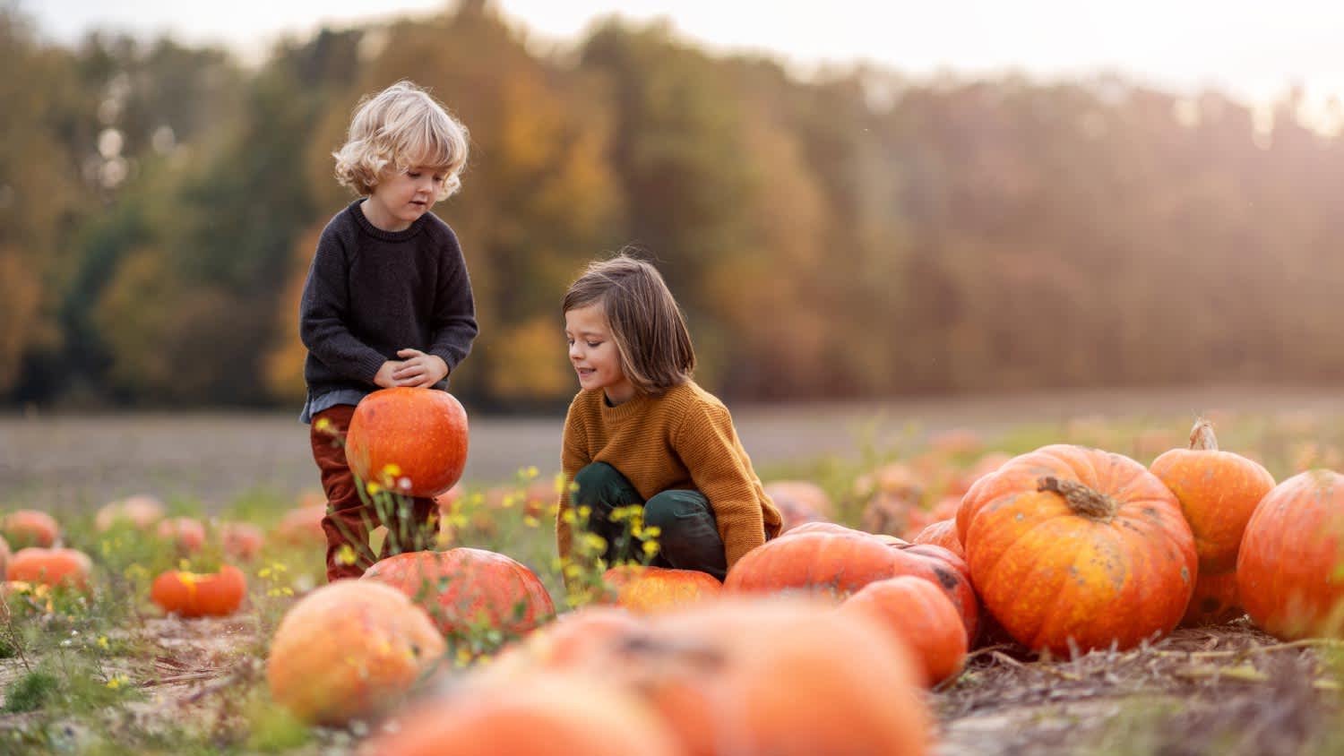 Two little boys having fun in a pumpkin patch