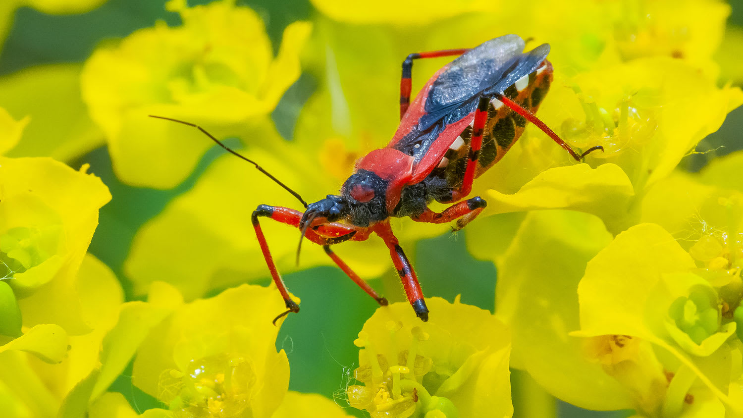 Assassin bug perched on little yellow flowers