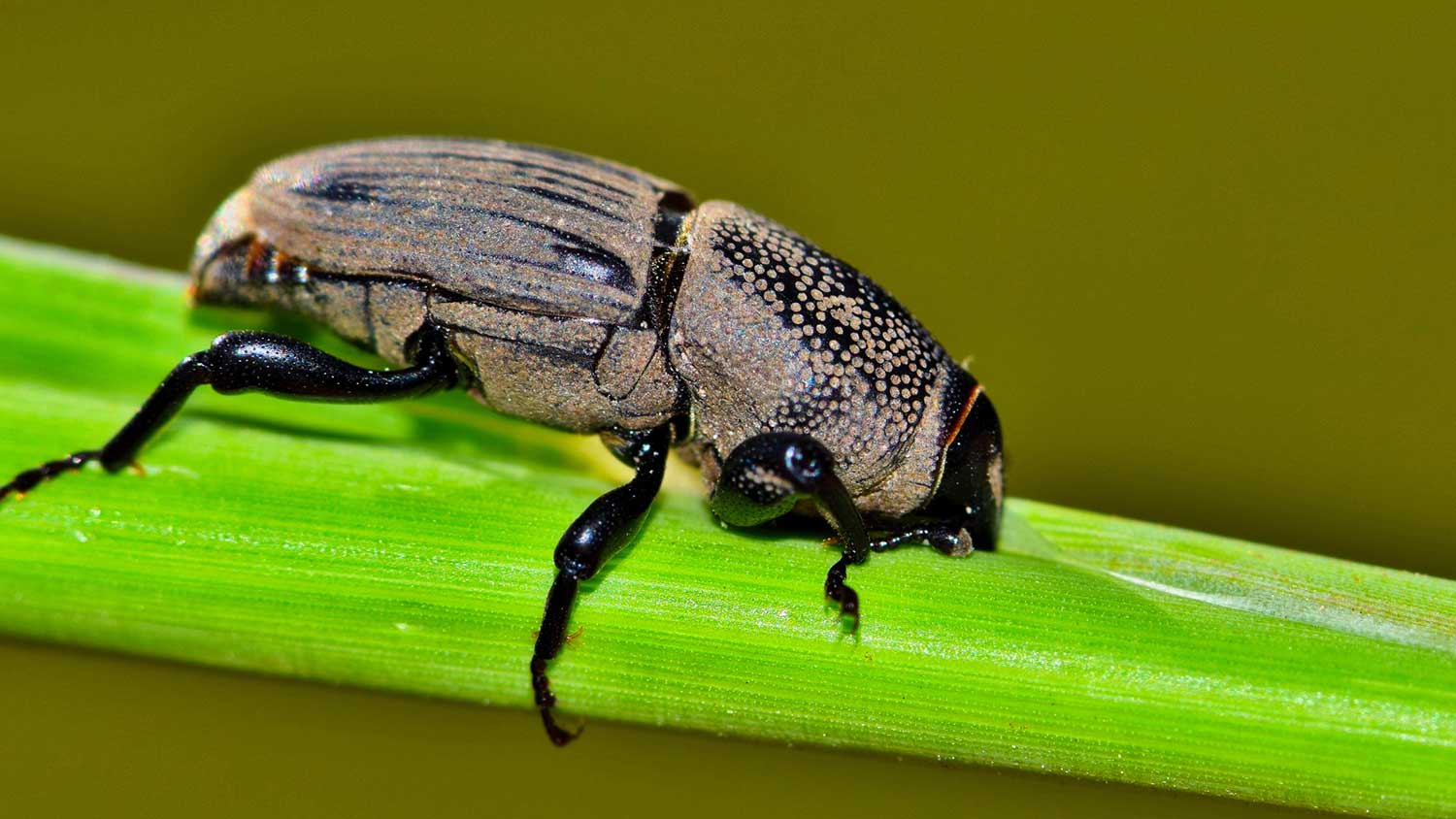 Closeup of a billbug eating grass