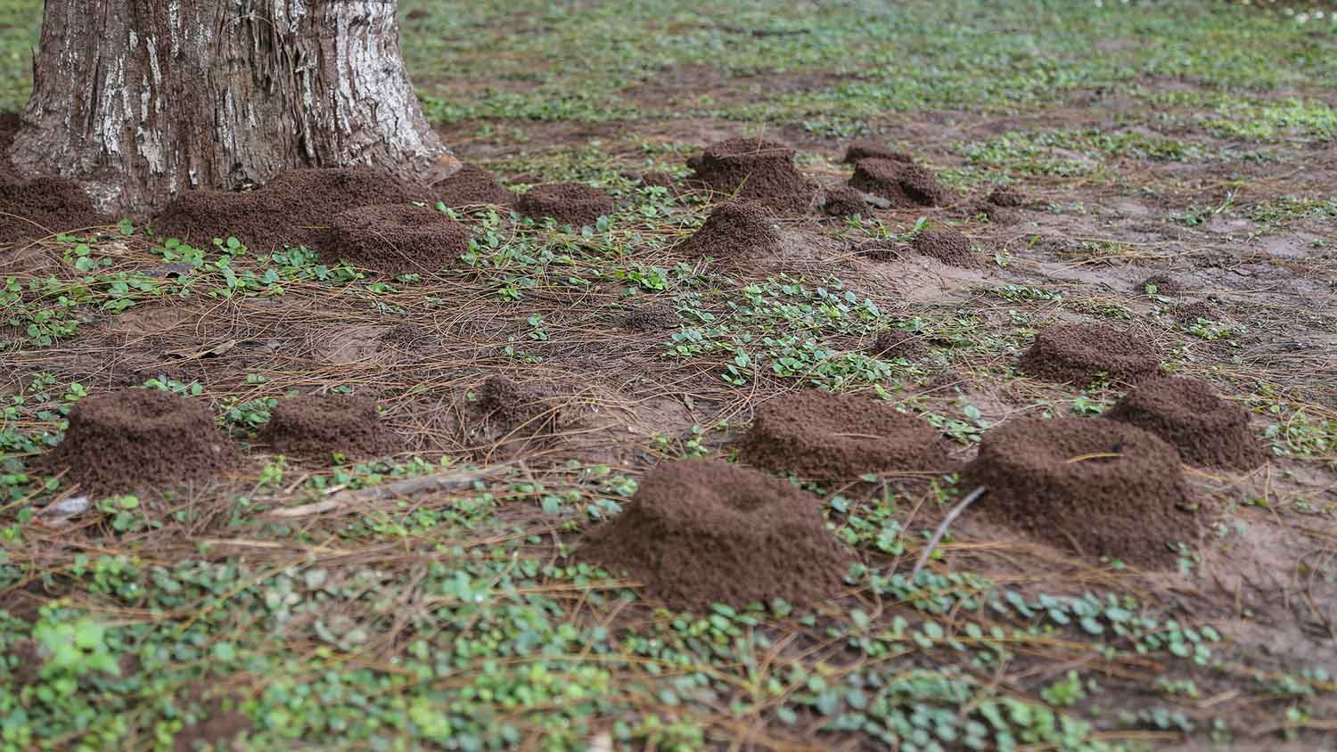 Several ant hills on the lawn