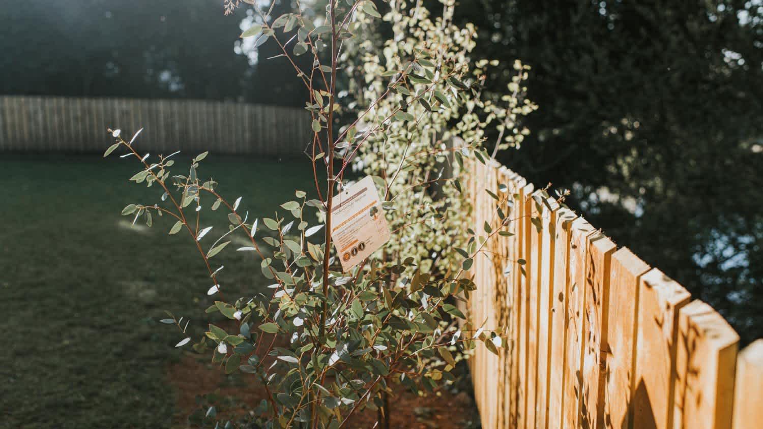 A freshly planted Eucalyptus