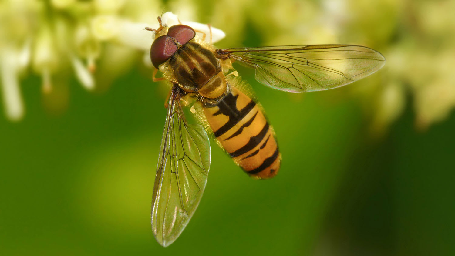 Closeup of a hoverfly perched on a white flower