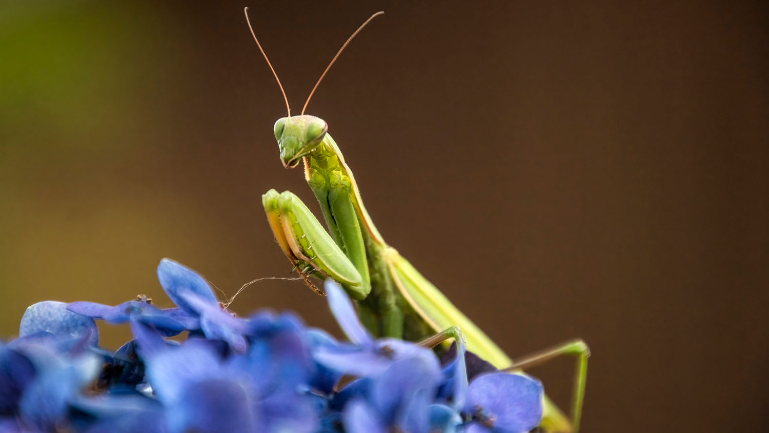 Praying mantis on a purple flower
