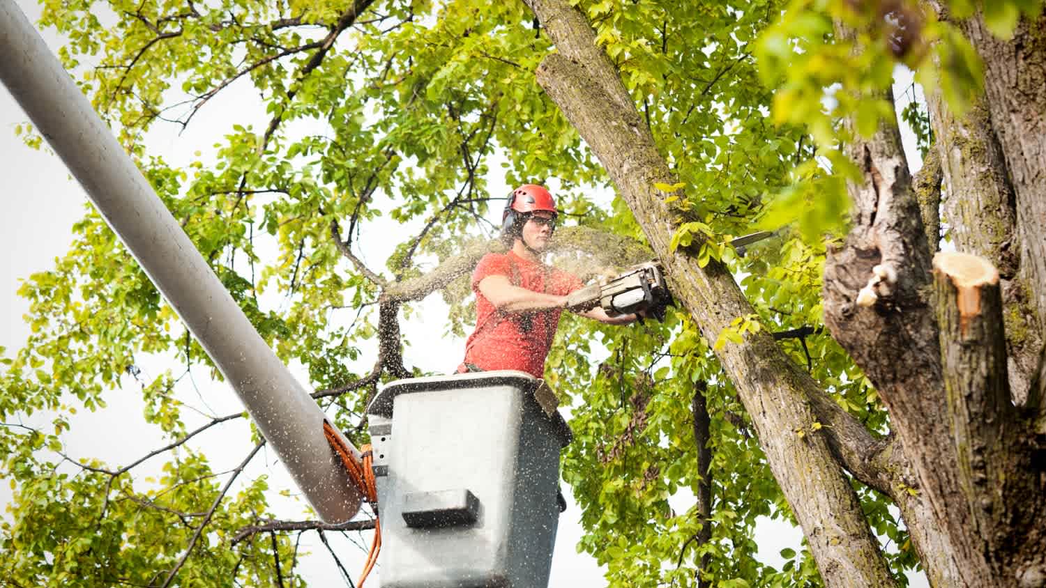 A worker removing a tree branches