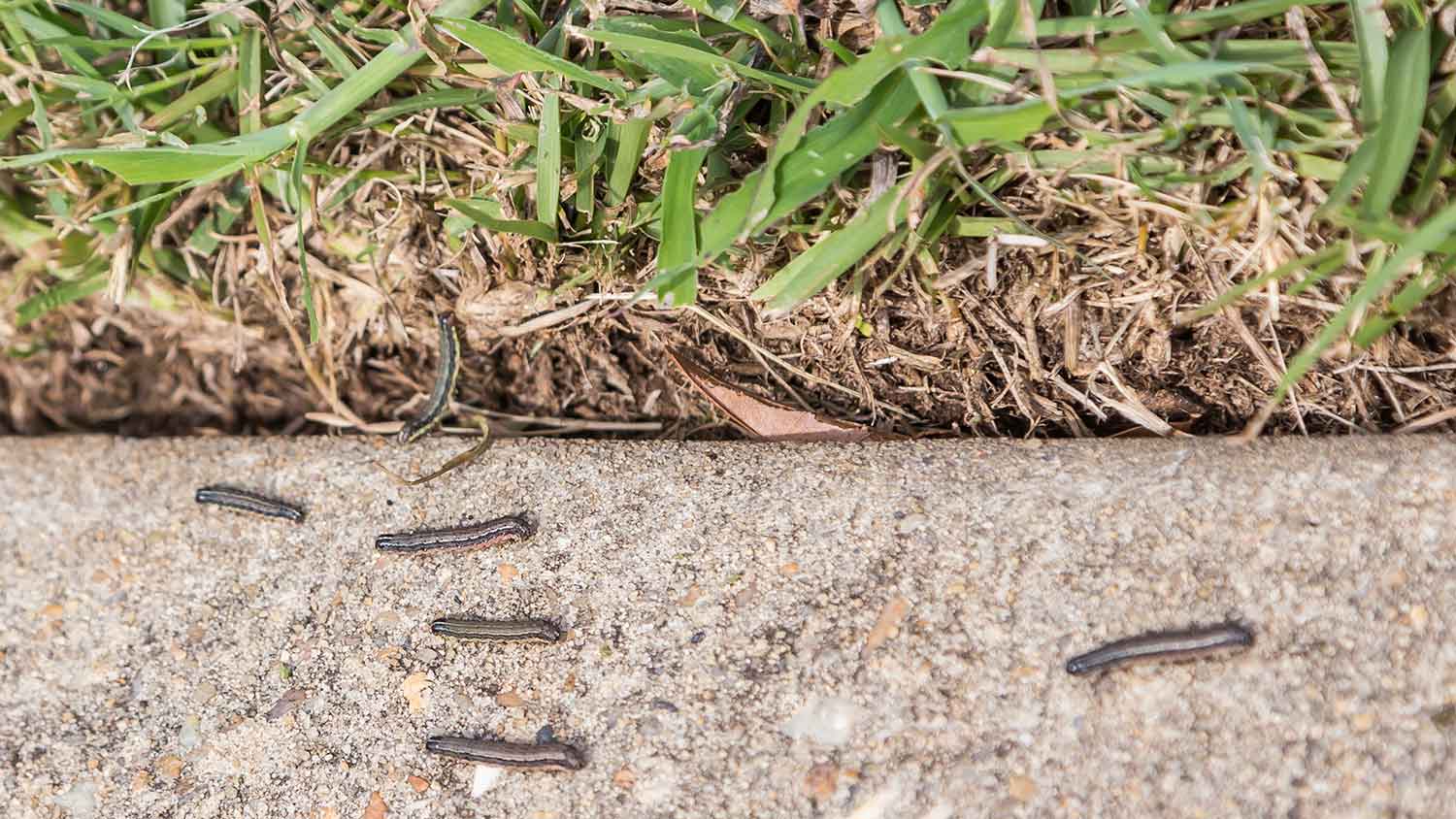 Closeup of army worms in the yard