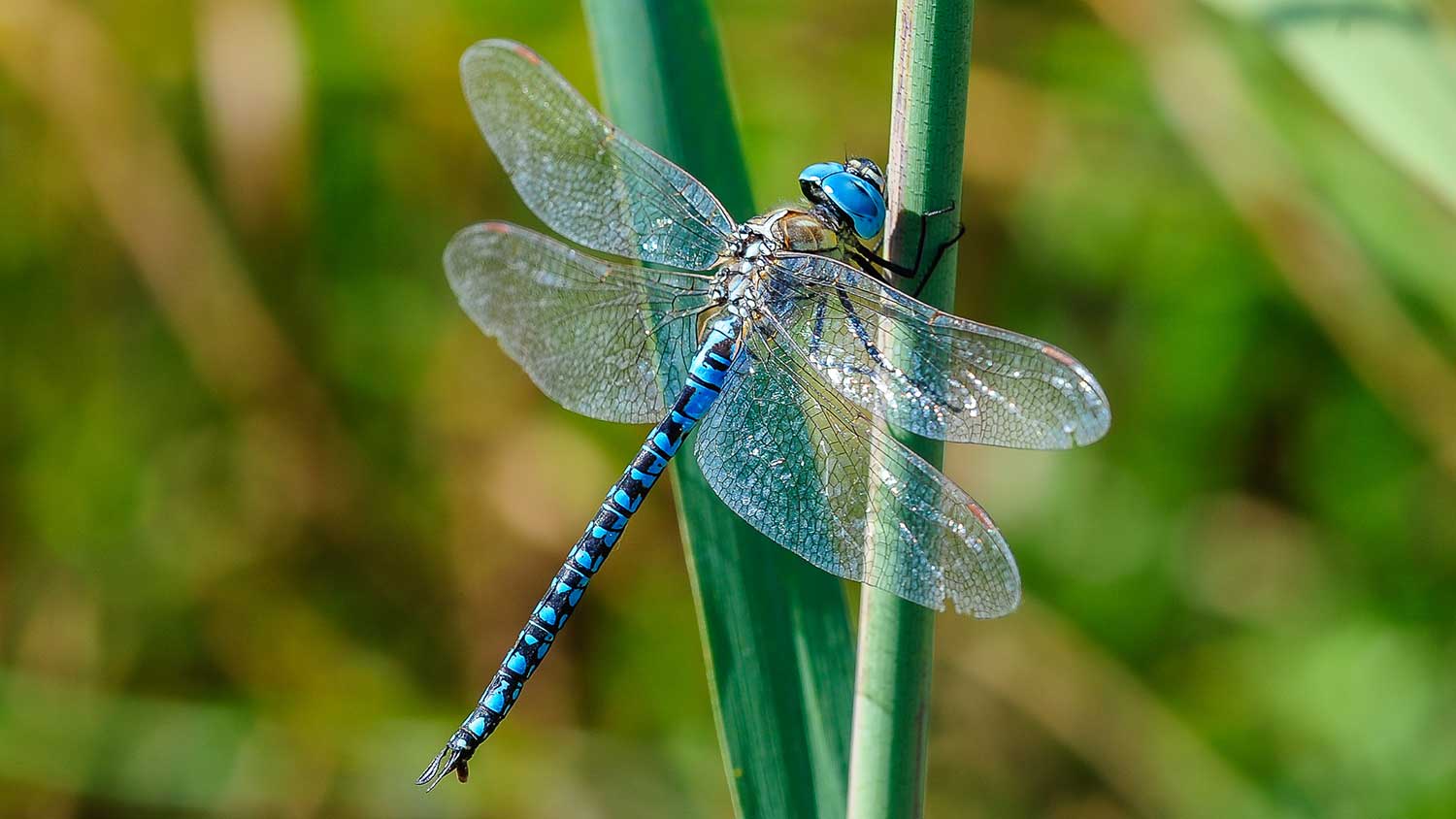 Blue dragonfly on a plant