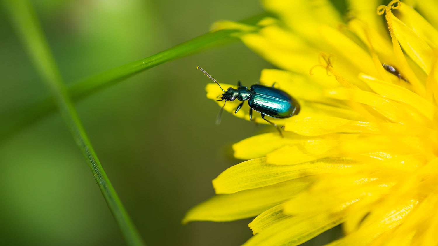 Green ground beetle on a dandelion