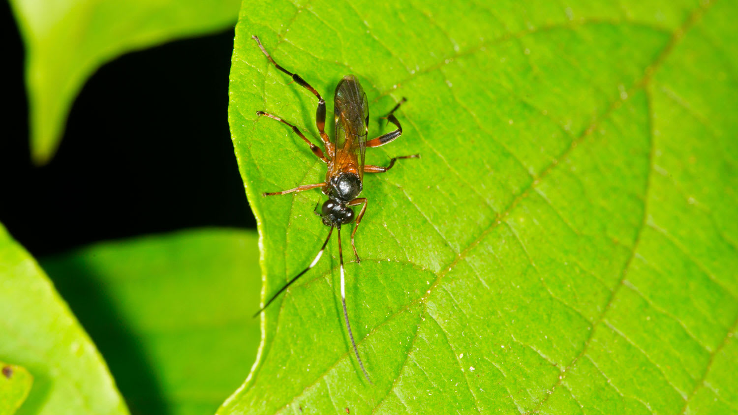 Closeup of a braconid wasp on a leaf