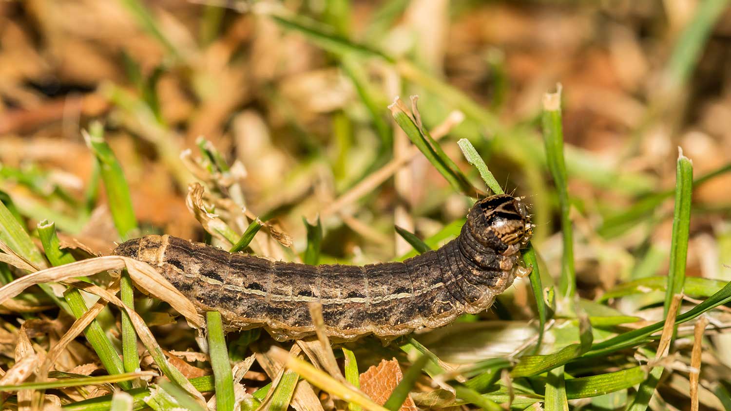 Closeup of a cutworm in the yard chewing the grass