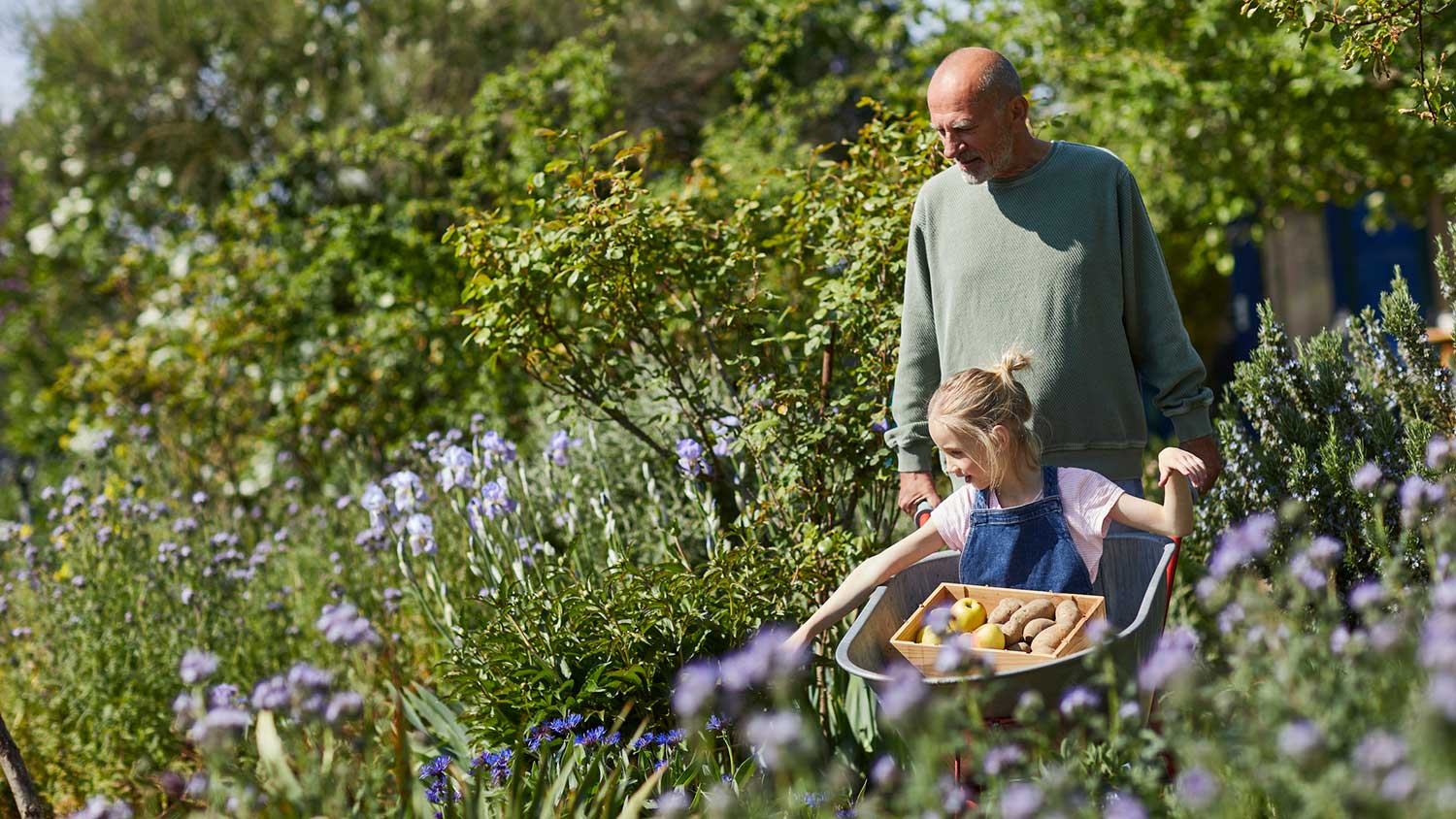 Grandpa pushing wheelbarrow with granddaughter in it