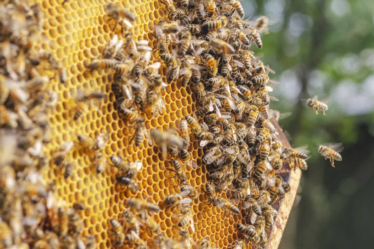 Honey bees in there hive