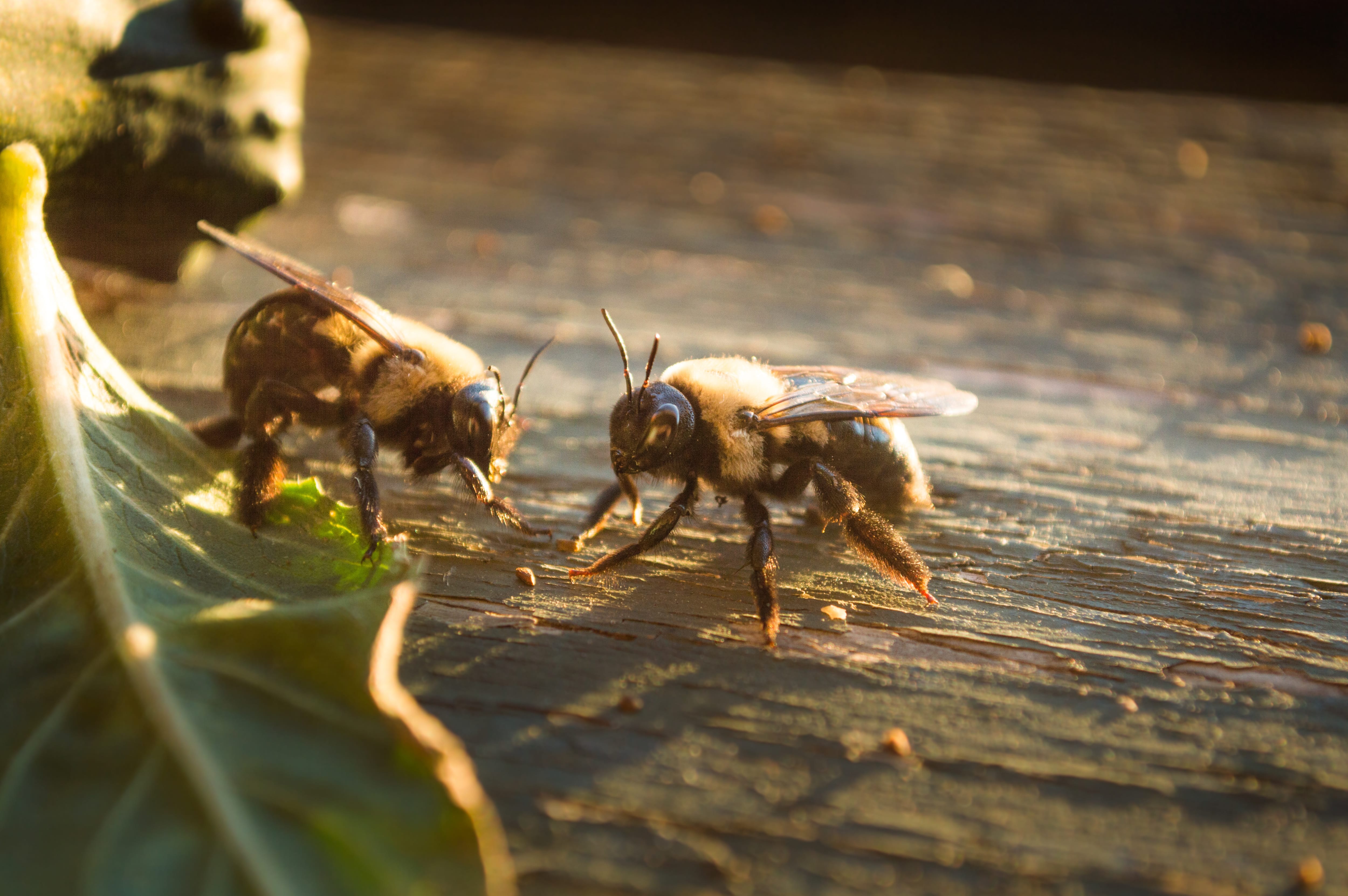 Two carpenter bees on a piece of wood