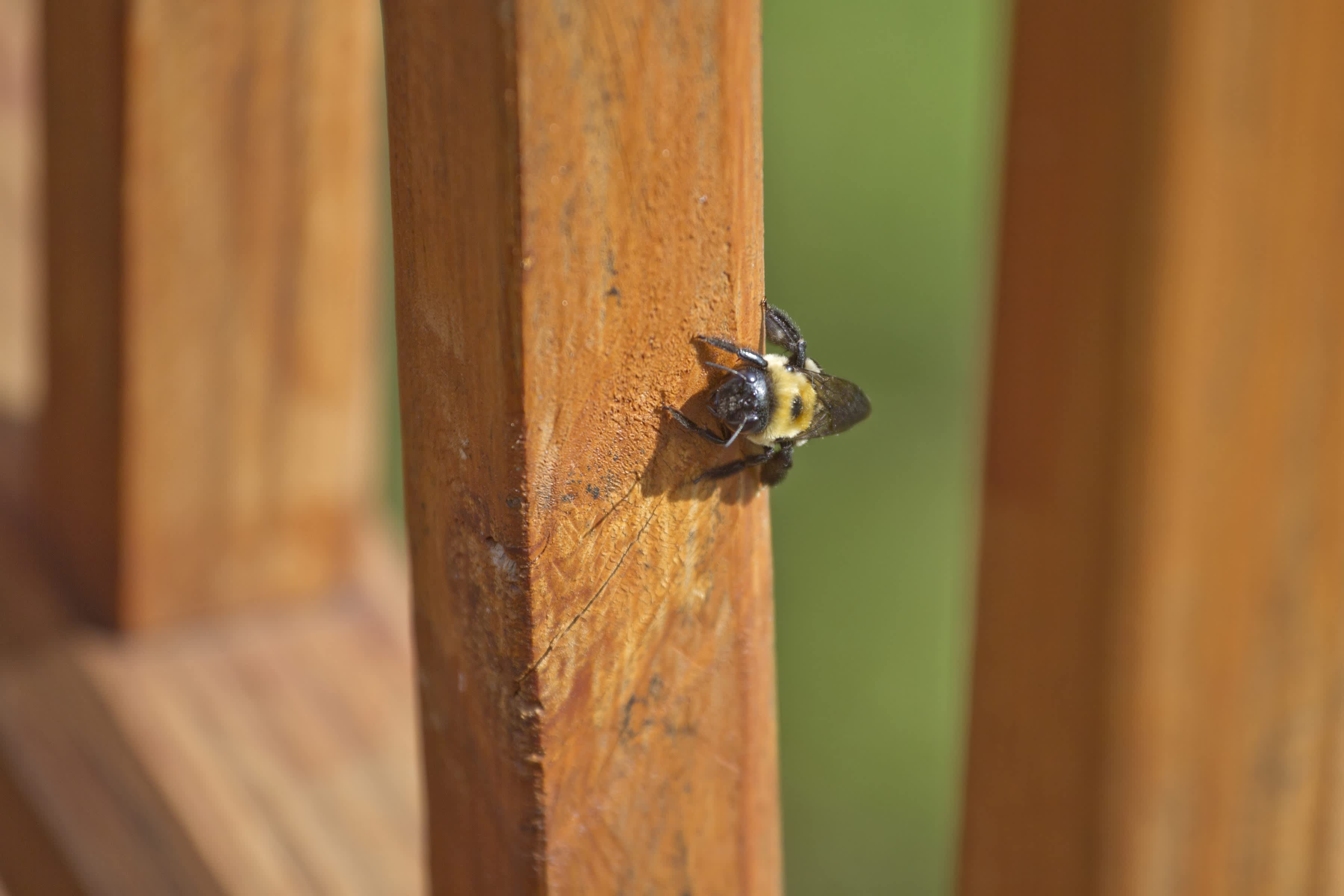 A carpenter bee burrowing into a deck