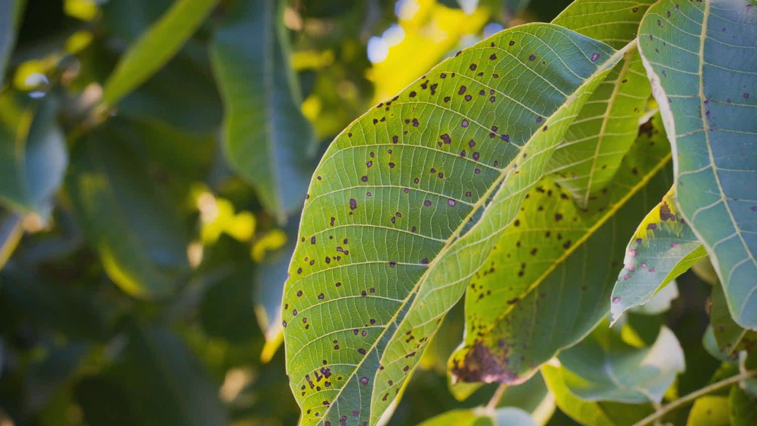 Leaves with anthracnose on a tree
