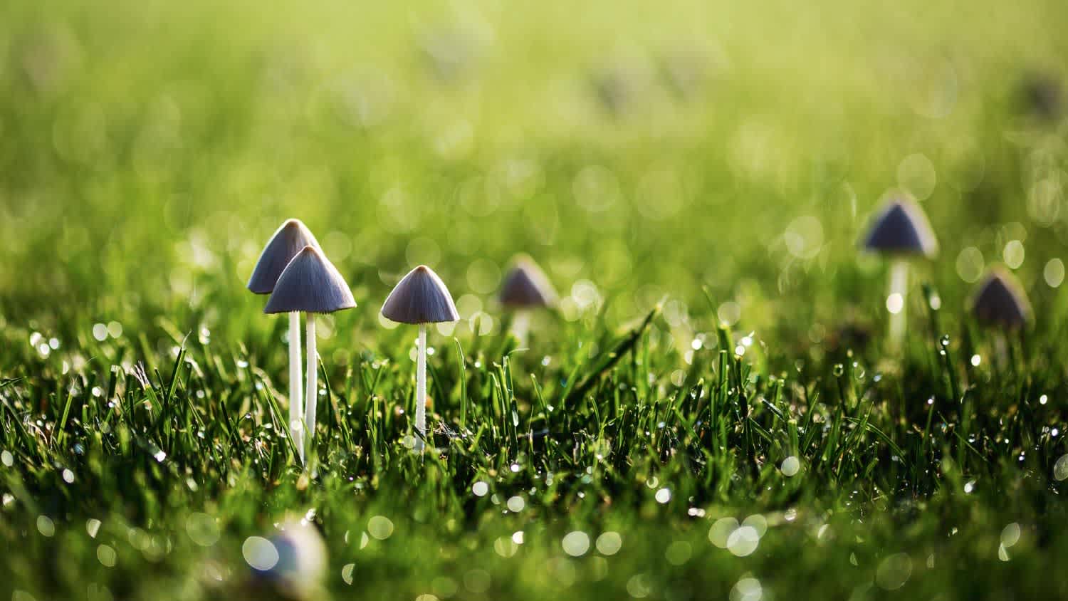 Wild mushrooms growing in the lawn