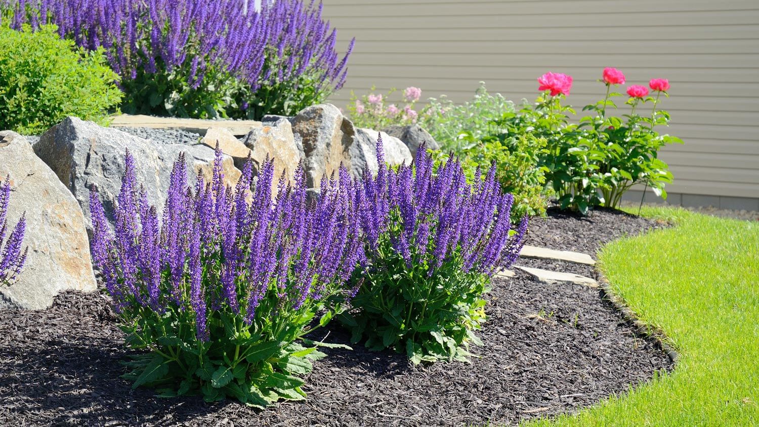 salvia