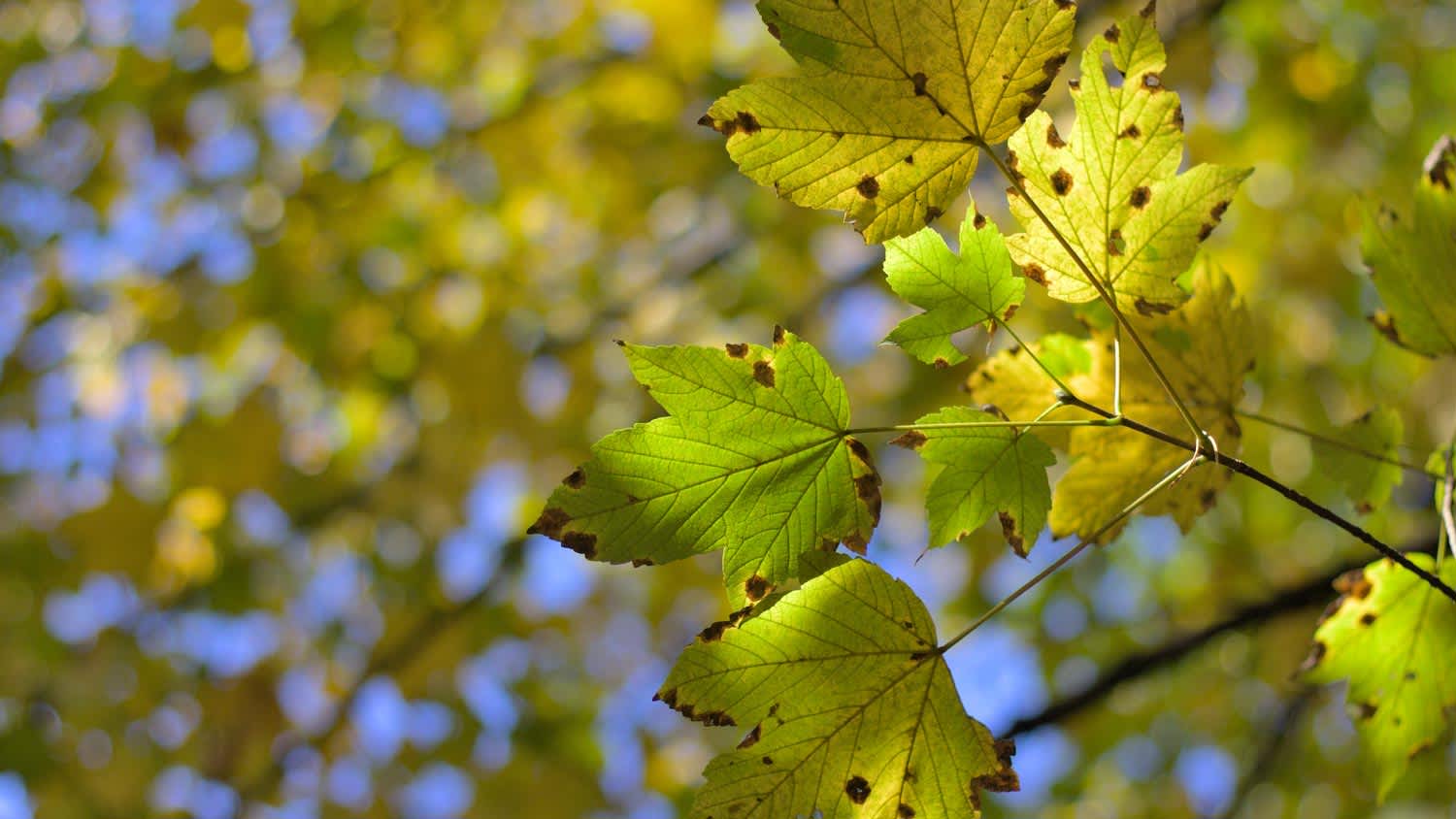 Autumn leaves with tar spots on a tree