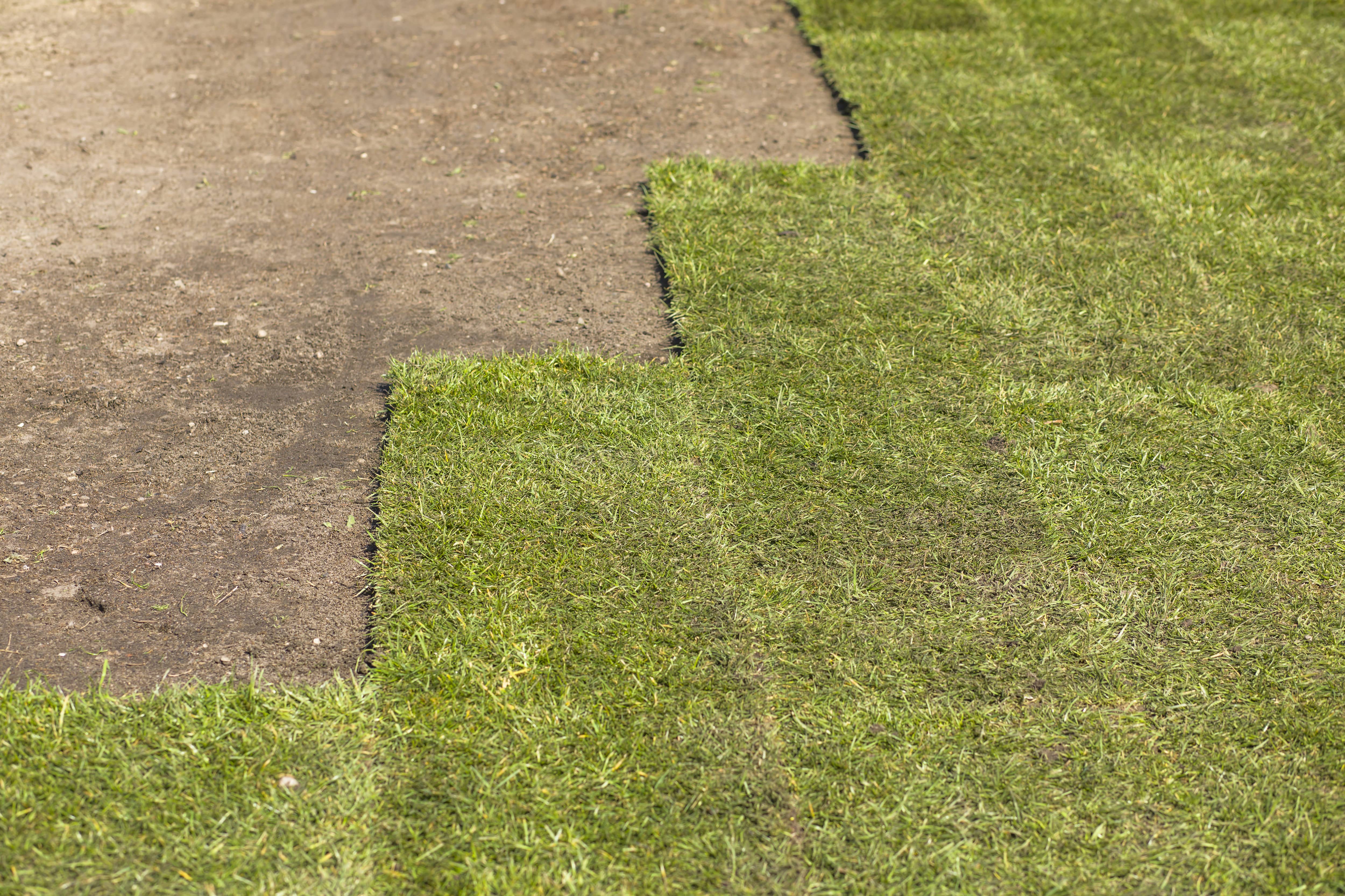 Rolls of sod staggered in yard