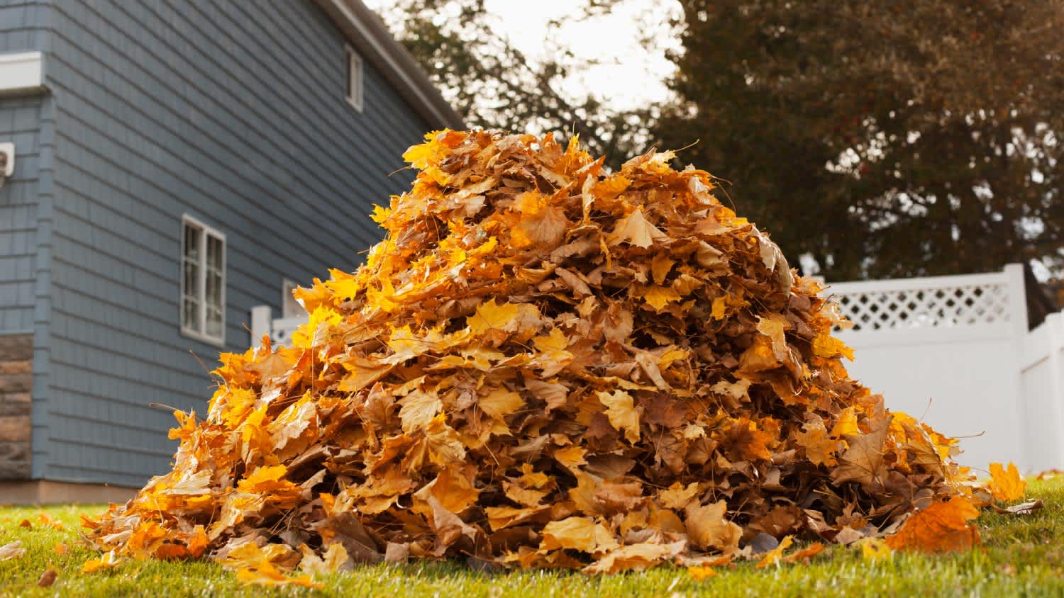 A huge pile of raked fallen autumn leaves