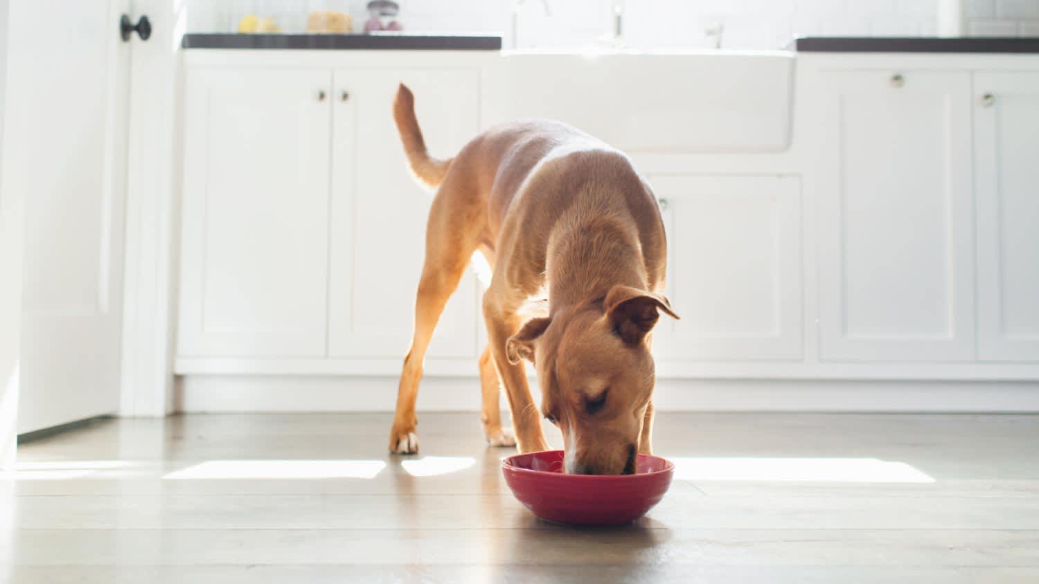 A dog in kitchen eating from red bowl