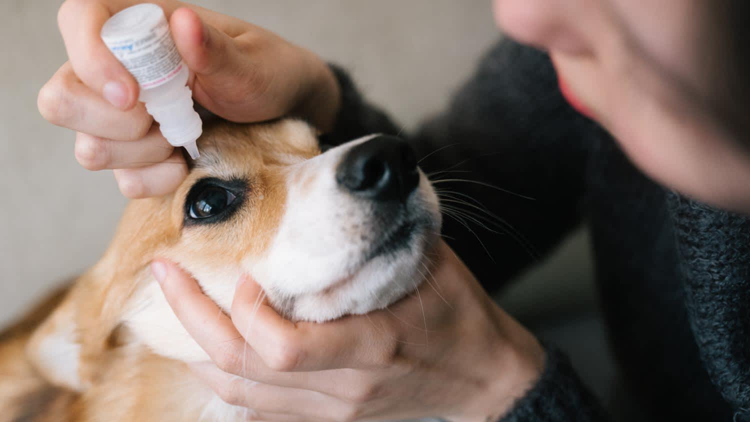Woman putting medical drops into dog's eye