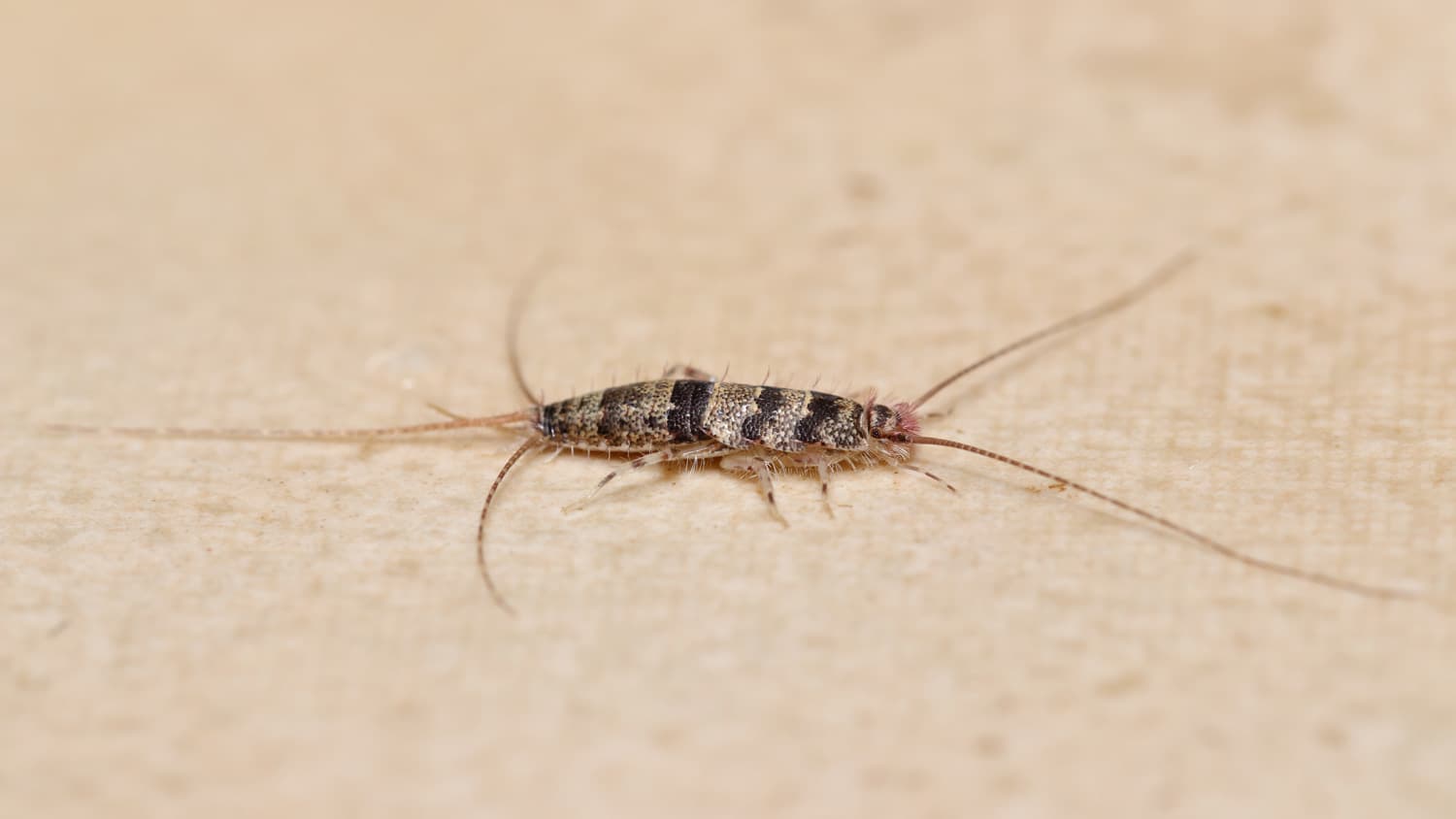 Close-up of a silverfish