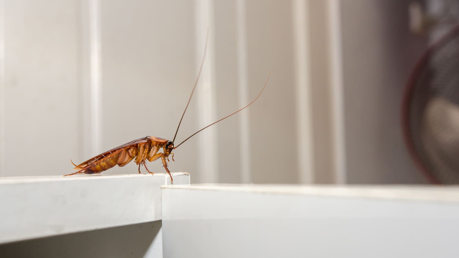 A cockroach on a white surface