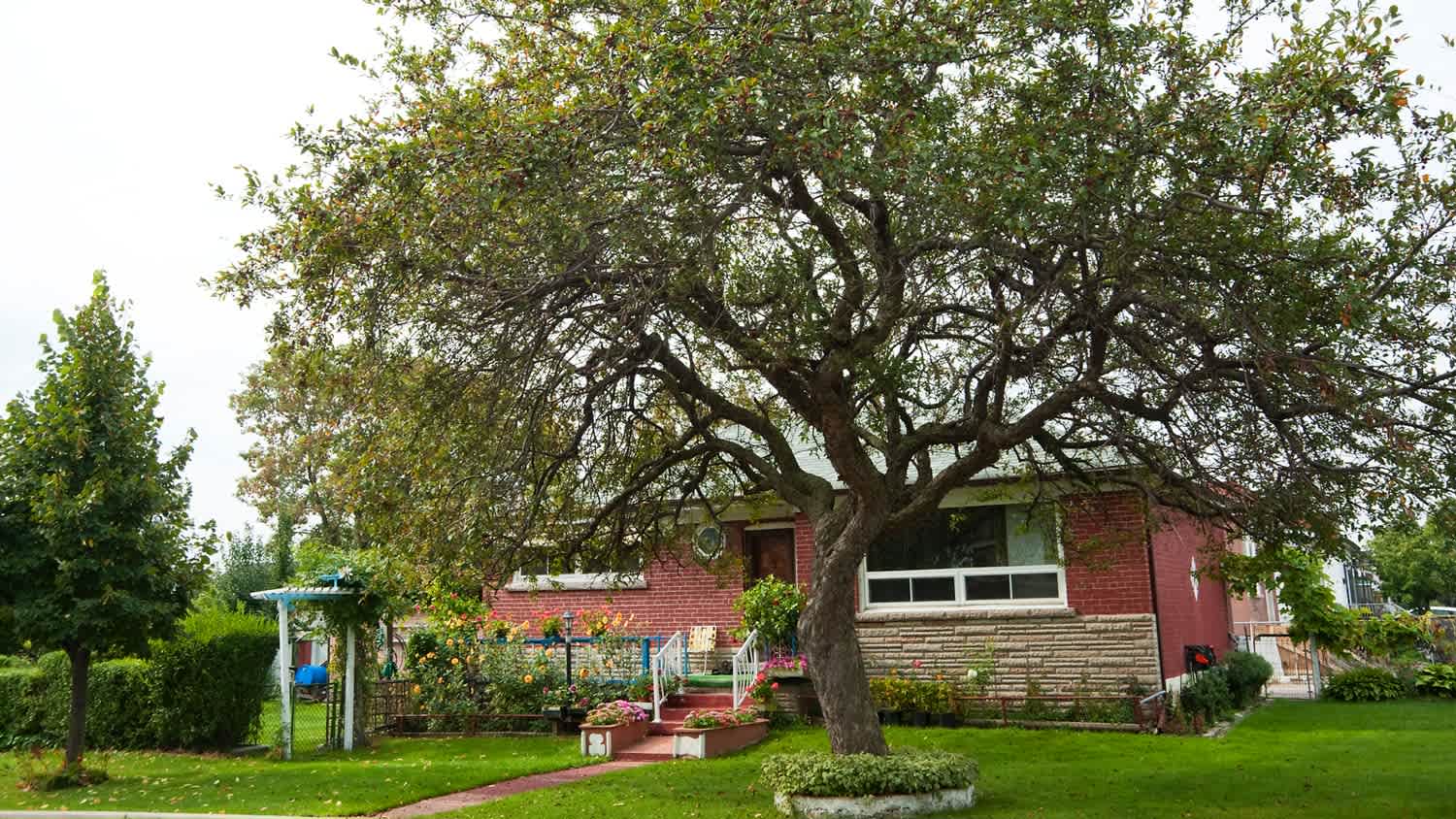 A large tree in the front of a red brick house