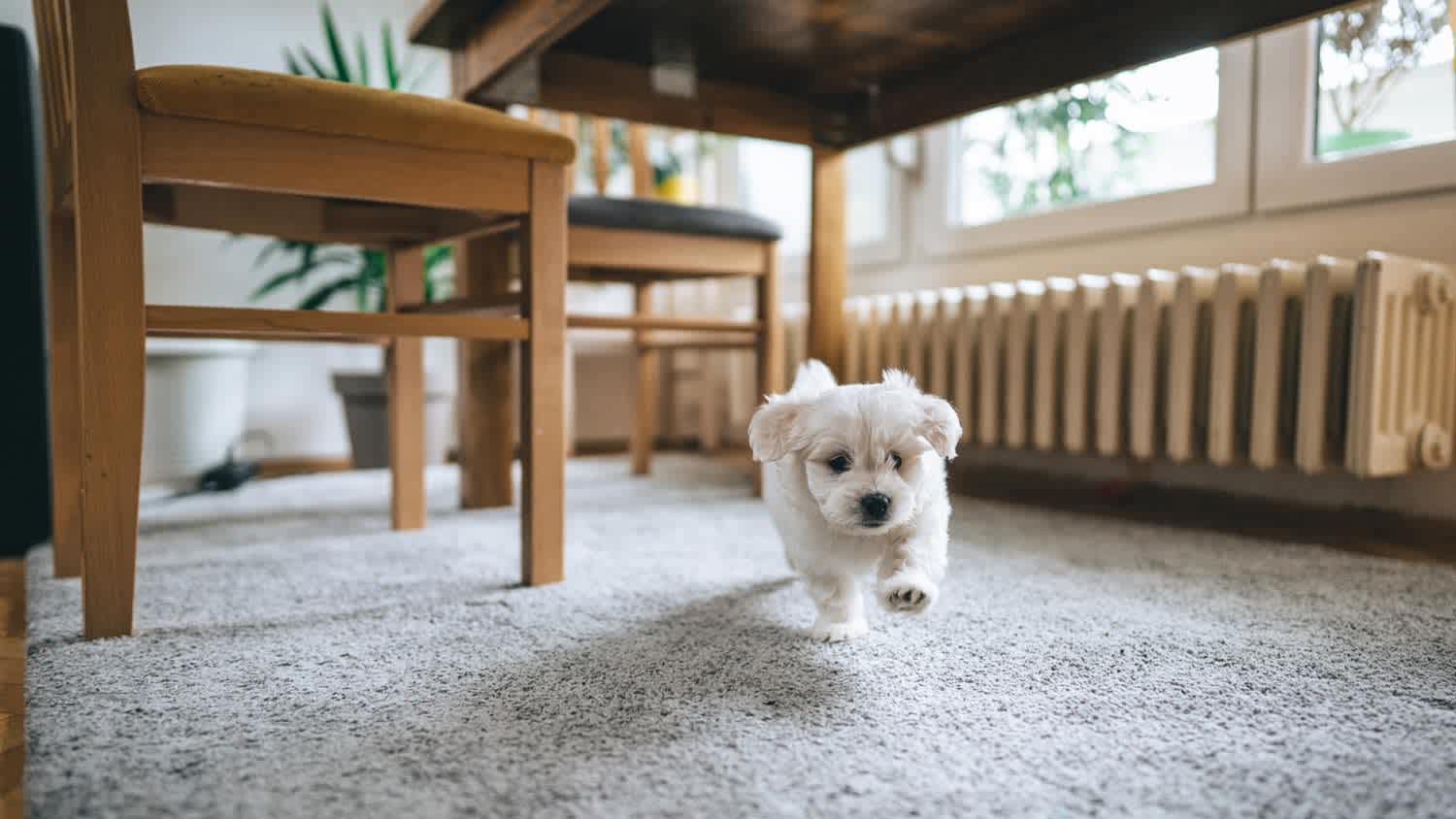 A puppy running in a carpeted room