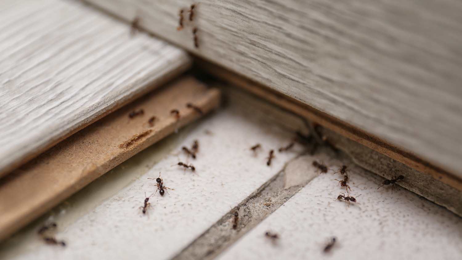 Many black ants on the floor