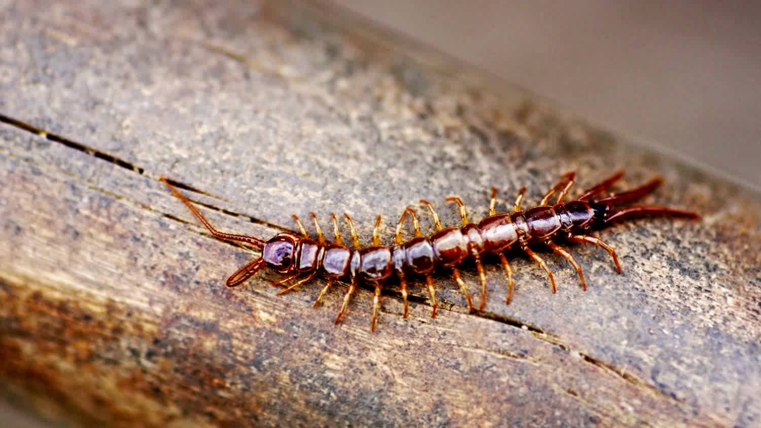 A centipede on a wooden surface