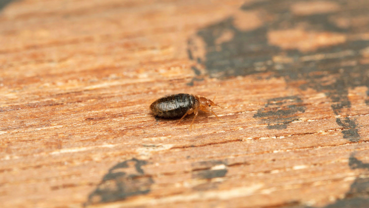 Close-up of a bedbug on a wooden surface