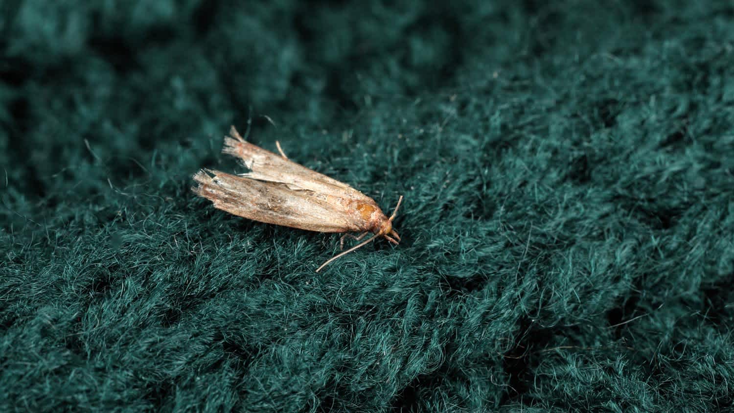 A moth on a green knitted fabric