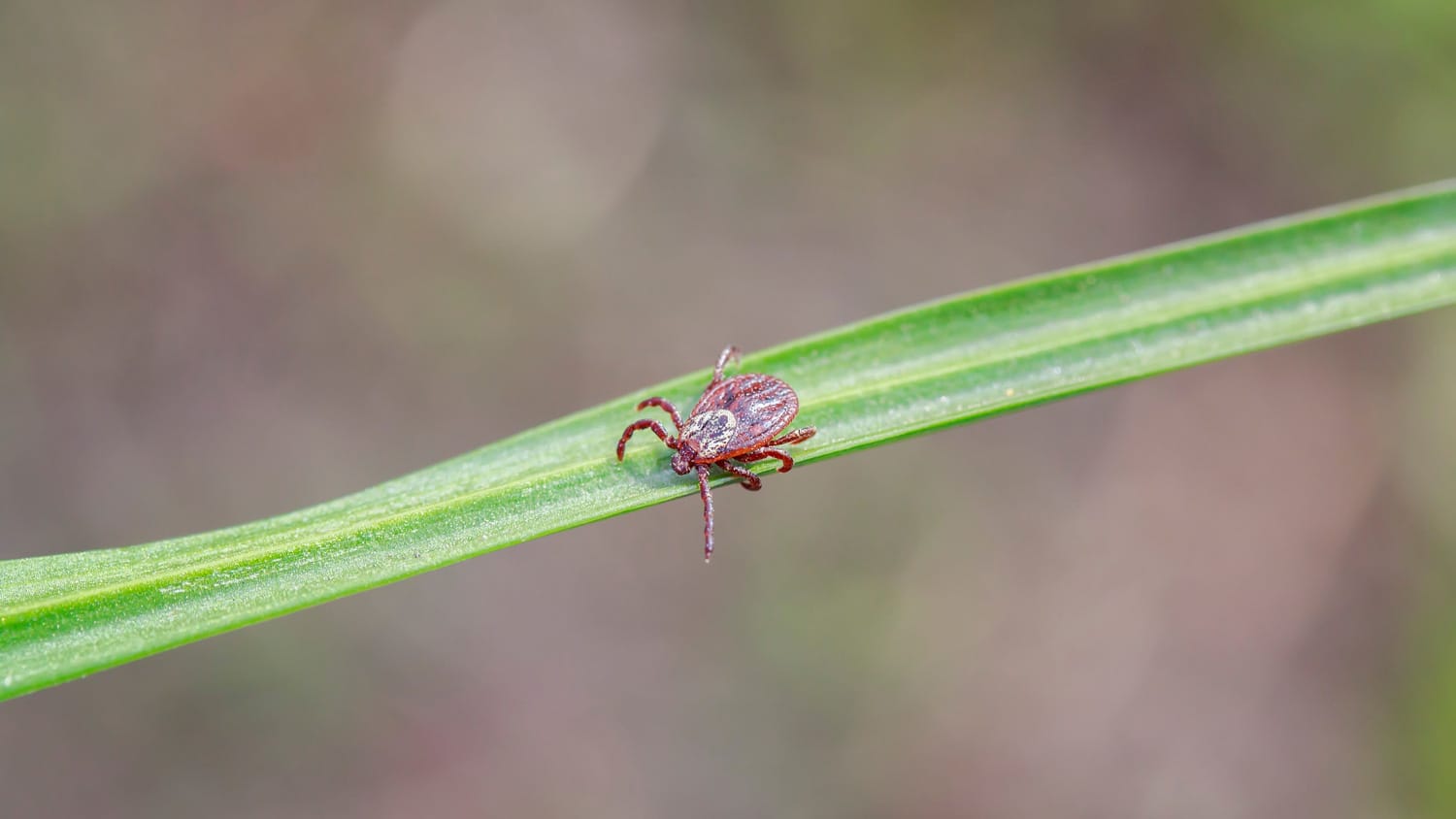 A tick walking on a thin leaf