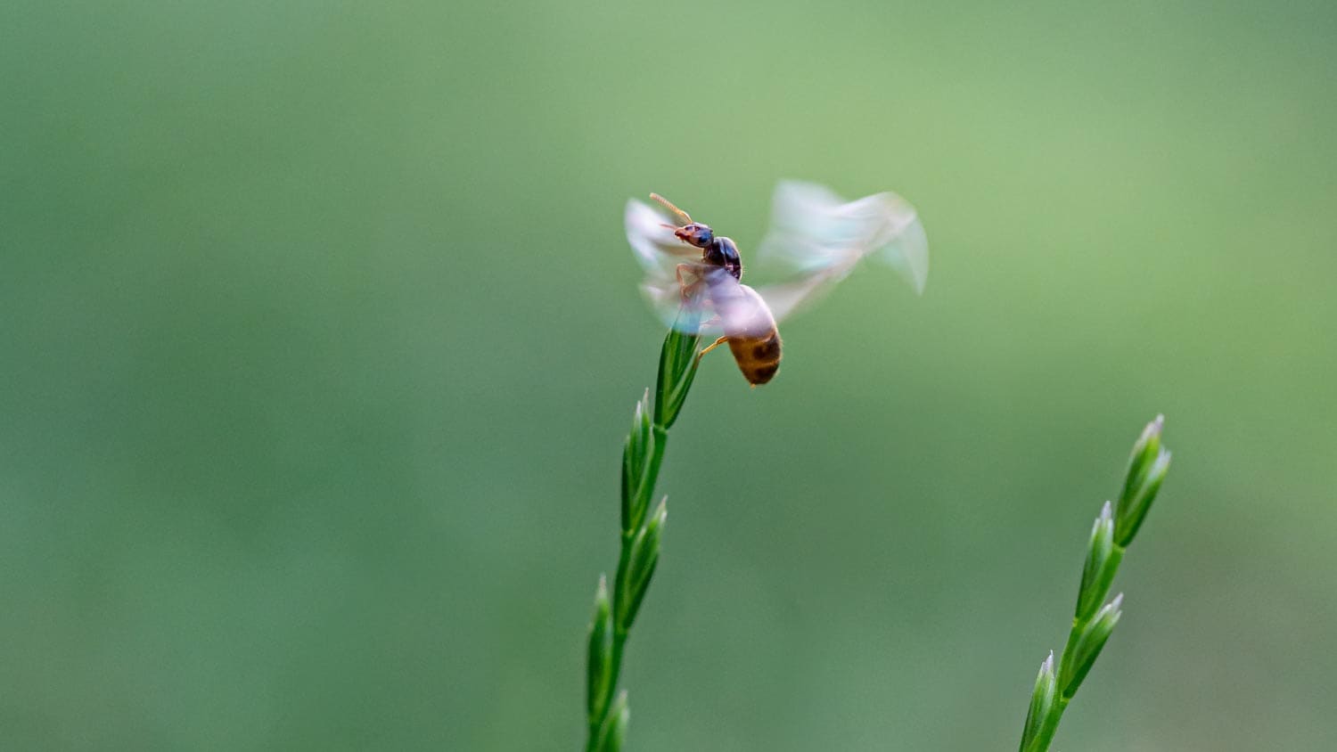 A yellow meadow ant