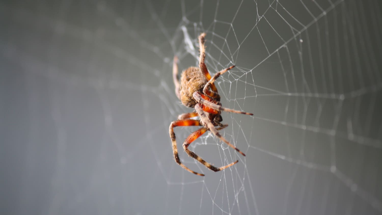 Close-up of a spider on its web