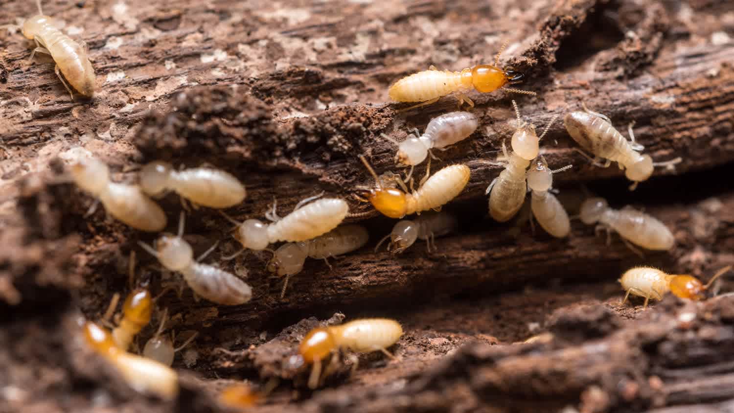 Termites in a piece of a wood