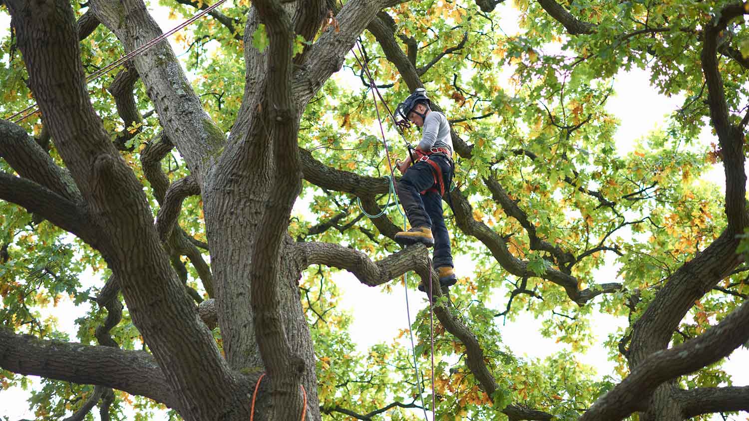 Arborist climbing tree