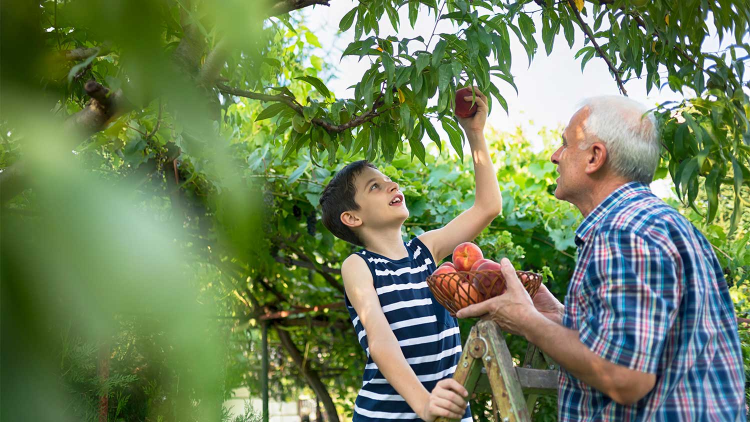 A grandparent and child pick peaches