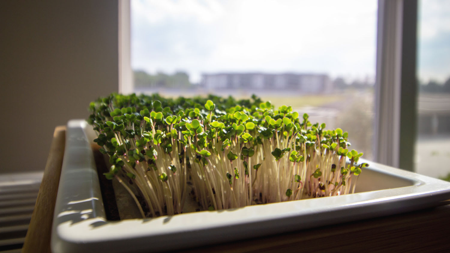 Closeup of an indoor microgreen garden