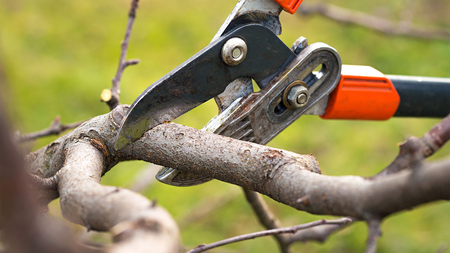 Pruning a peach tree